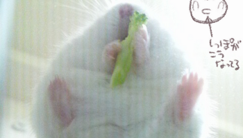 Perut Hamster Gepeng, Tren Baru Seputar Foto Hamster di Jepang