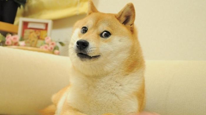 5 Alasan Kenapa Anjing Shiba Adalah Binatang Peliharaan Yang Terbaik