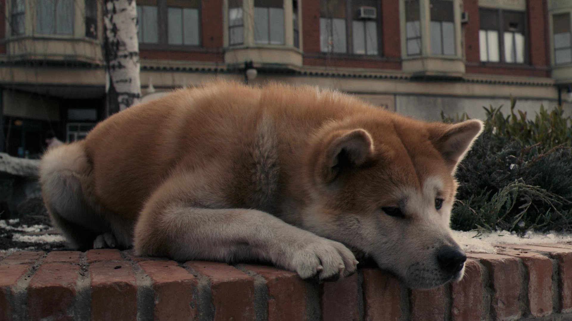 Akhirnya Hachiko Dipertemukan Dengan Sang Pemiliknya