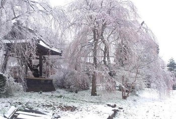 Aneh Tapi Cantik, Turunnya Salju Menutupi Bunga Sakura Memperlihatkan Pemandangan Yang Luar Biasa