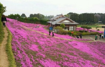 Kakek Ini Menanam Kebun Bunga Yang Indah Hanya Untuk Membuat Istri Butanya Tersenyum Lagi