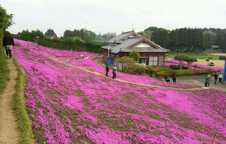 Kakek Ini Menanam Kebun Bunga Yang Indah Hanya Untuk Membuat Istri Butanya Tersenyum Lagi