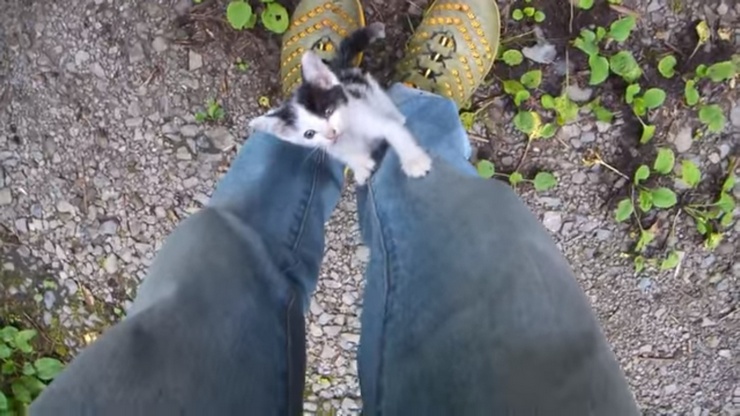 Pria Jepang Ini Menyelamatkan Sekelompok Anak Kucing Yang Dibuang