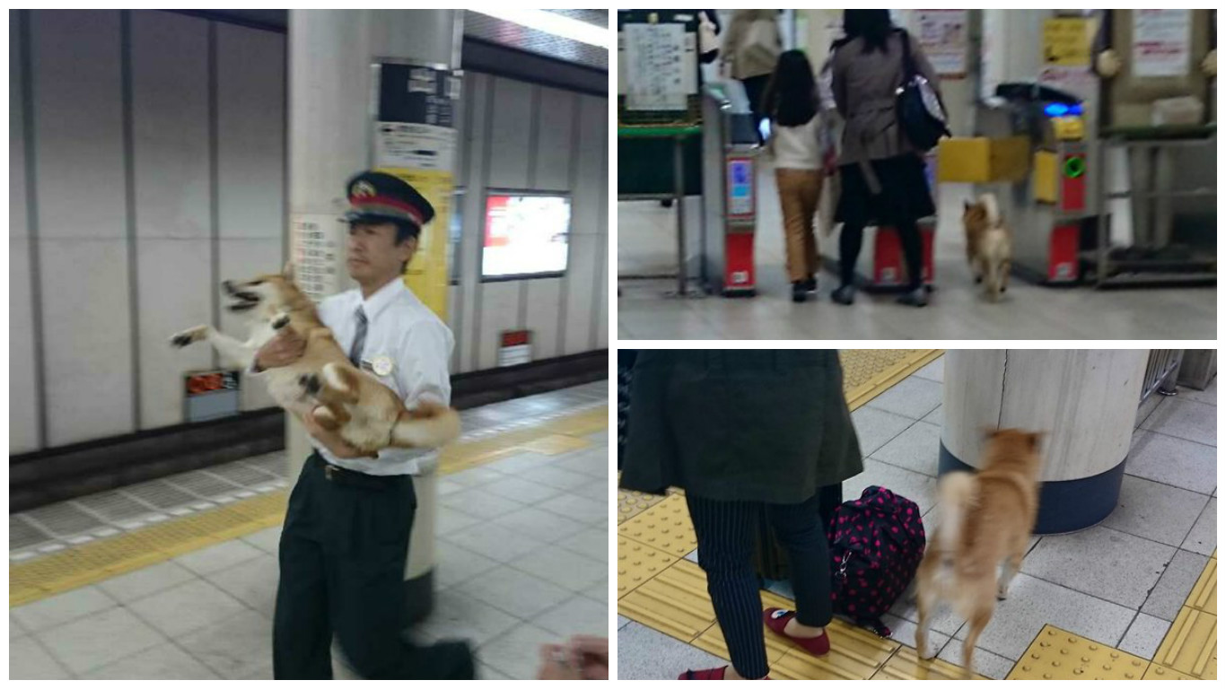 Seekor Anjing Shiba Tertangkap Berusaha Naik Kereta Api Tanpa Membayar