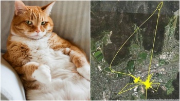 Netizen Jepang, “Memangnya kucing bisa terbang?”